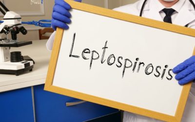 Leptospirosis: what it is, treatment & prevention