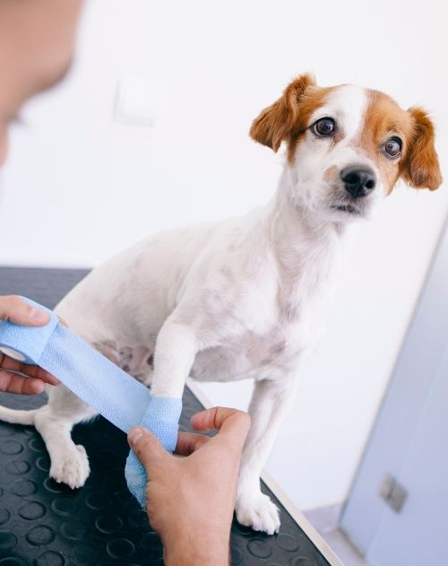 Sage Veterinary Center - pet urgent care