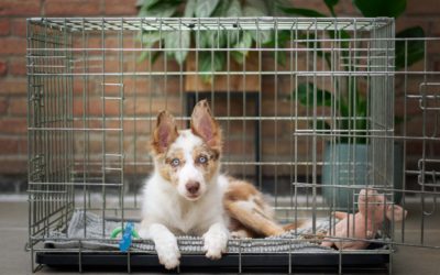 The Benefits of Crate Training and Potty Training
