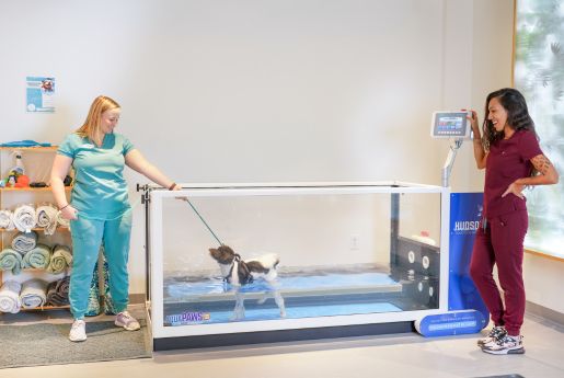 sage vet center- canine rehab